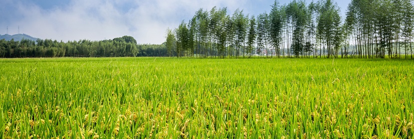 農業外來入侵物種普查