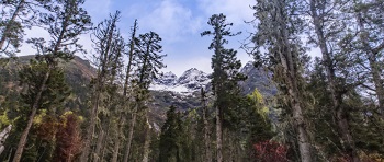 林業(yè)碳匯項(xiàng)目