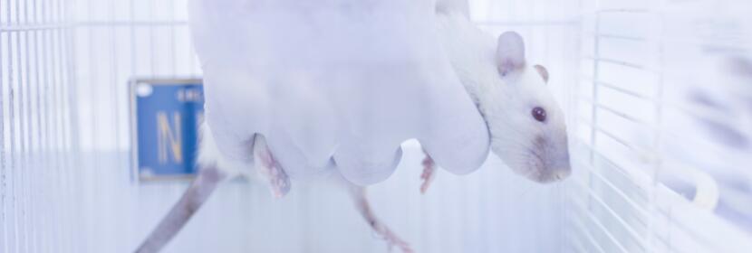 陰道粘膜刺激試驗